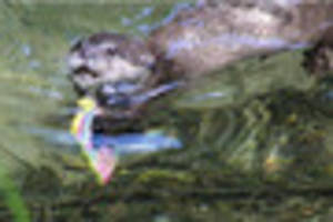 Tourist's surprise as otter retrieves dropped iPhone